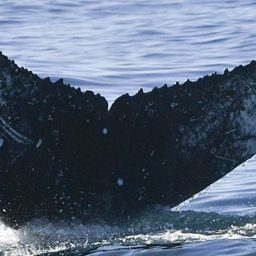Fluke of HW-MN0804353
