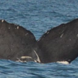 Fluke of CRC-15019