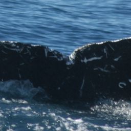 Fluke of CRC-11351