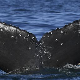 Fluke of HW-MN0804358