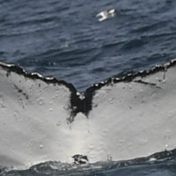 Fluke of HW-MN0804361