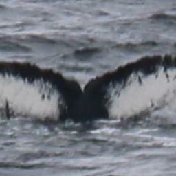 Fluke of HW-MN1300593
