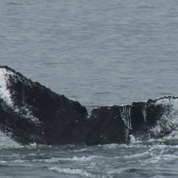 Fluke of CRC-16460