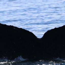 Fluke of CRC-13791