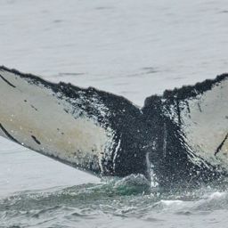 Fluke of CRC-16997