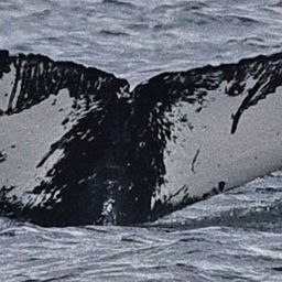 Fluke of Sonar