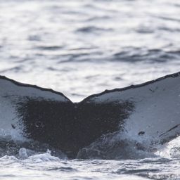 Fluke of CRC-16751