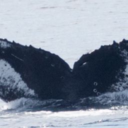 Fluke of CRC-11739