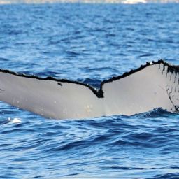 Fluke of HW-MN0440138