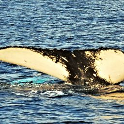 Fluke of HW-MN0440142