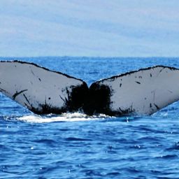 Fluke of HW-MN0440145