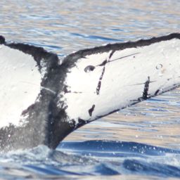 Fluke of HW-MN0440147
