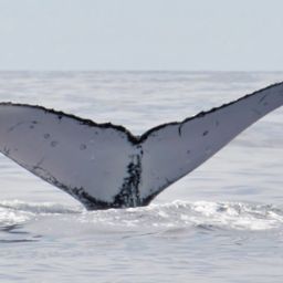 Fluke of HW-MN0440148
