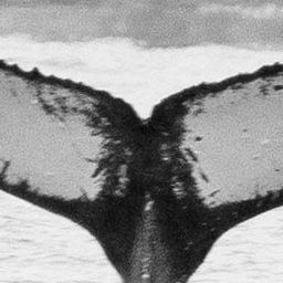 Fluke of BCZ0193