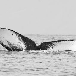 Fluke of HW-MN0440159