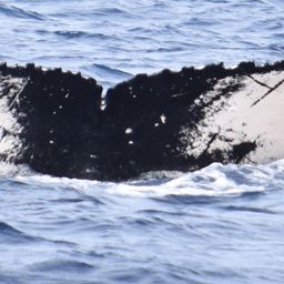 Fluke of HW-MN0440160