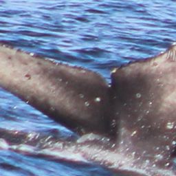 Fluke of 2023-2024 calf of CRC-15420
