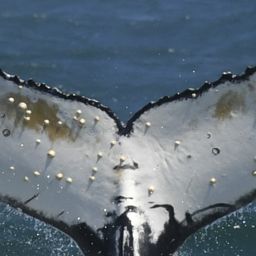 Fluke of HW-MN0804370
