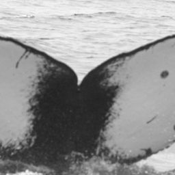 Fluke of CRC-11804