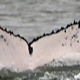 Fluke of HW-MN1300773