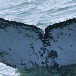 Fluke of HW-MN0804372