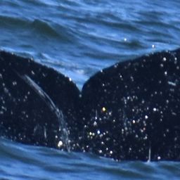Fluke of Hubble