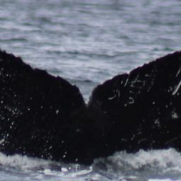 Fluke of FIBB-5BB650