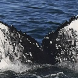Fluke of HW-MN0804374