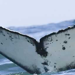 Fluke of HW-MN0804377