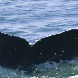 Fluke of HW-MN0804380