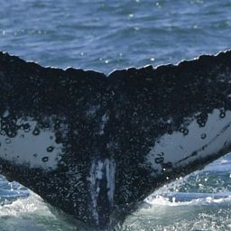 Fluke of Curuba