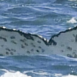 Fluke of HW-MN0804385