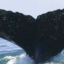 Fluke of HW-MN0804386