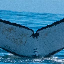 Fluke of HW-MN0804390