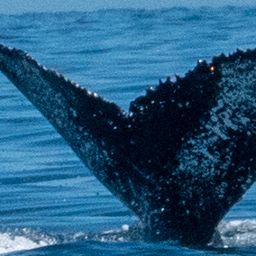 Fluke of HW-MN0804391