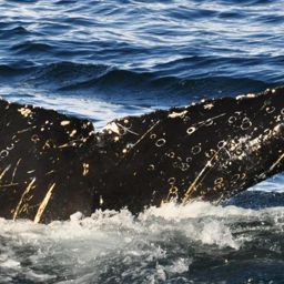 Fluke of HW-MN1300785