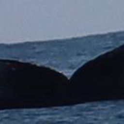 Fluke of CRC-22093
