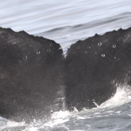 Fluke of CRC-22758
