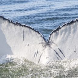 Fluke of CRC-22760