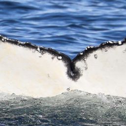 Fluke of CRC-22190
