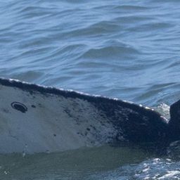 Fluke of CRC-22761
