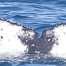 Fluke of CRC-22763