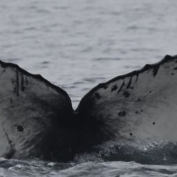 Fluke of CRC-22764