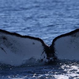 Fluke of CRC-22765