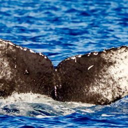 Fluke of CRC-22766