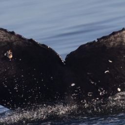 Fluke of CRC-22192