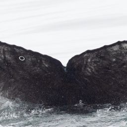 Fluke of CRC-22769