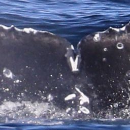 Fluke of CRC-22770