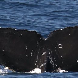 Fluke of CRC-22773