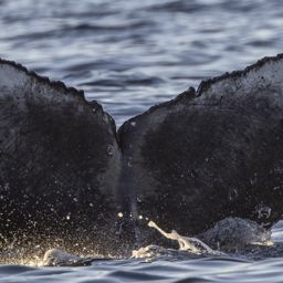 Fluke of CRC-22774